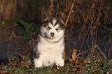 ALASKAN MALAMUTE 562